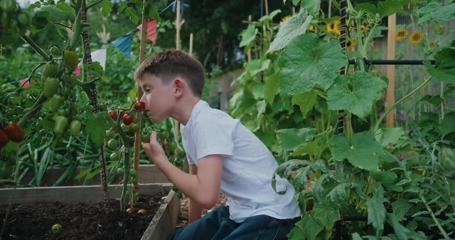 Boy kneeling in a vegetable garden smelling a tomato