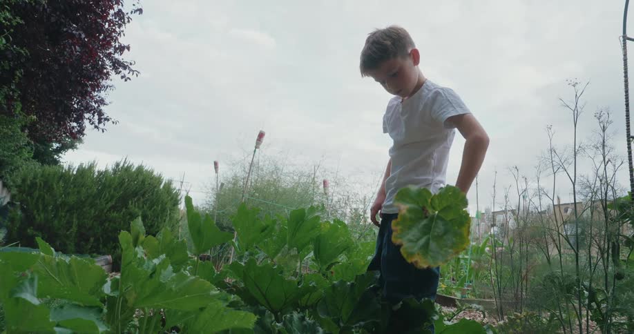 A young boy in a white tshirt and dark pants stands in a garden looking down thoughtfully amidst various plants under a cloudy sky