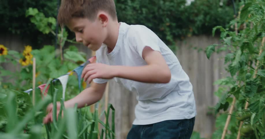 Boy checking vegetables in a vegetable garden