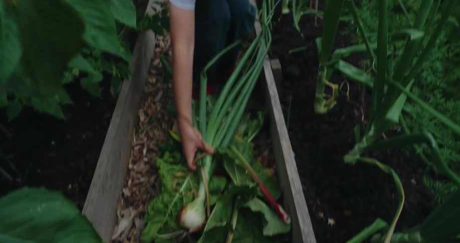 A child examines a freshly harvested onion in a lush backyard garden