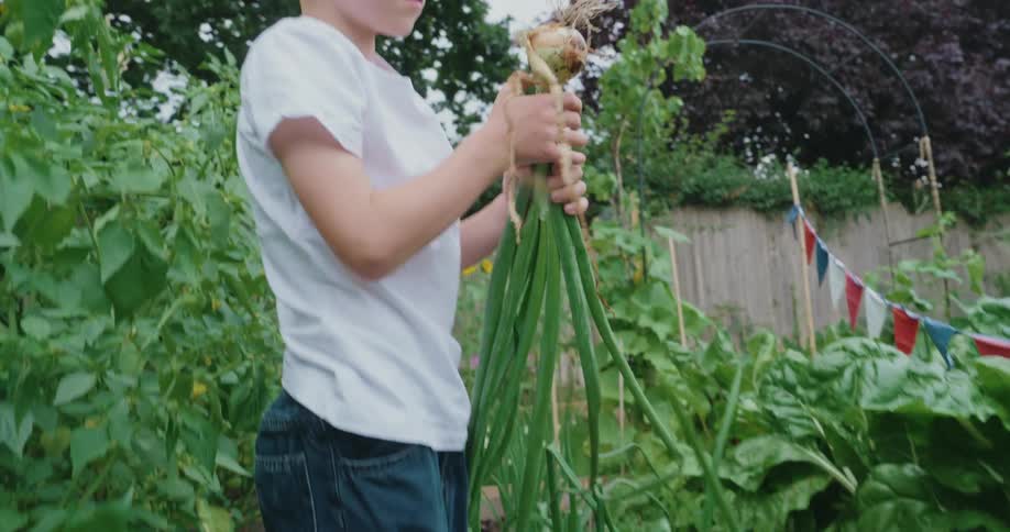 Boy in a vegetable garden picking vegetables during the day