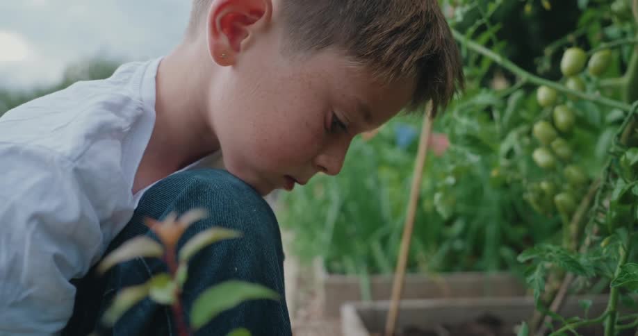 Boy picking and eating a tomato in a vegetable garden