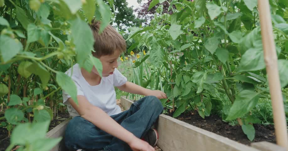 A boy is touching all the plants in the garden