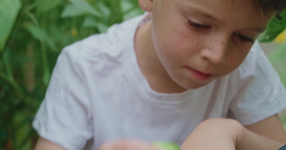 A boy smells a tomato and puts it down with other vegetables