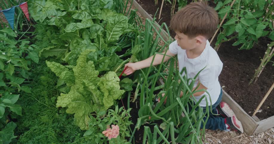 A boy in a white tshirt and dark pants reaches into a garden bed overflowing with leafy greens onions and pink blossoms cutting the plants with a scissor beneath soft daylight