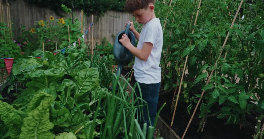 Boy watering plants in a vegetable garden