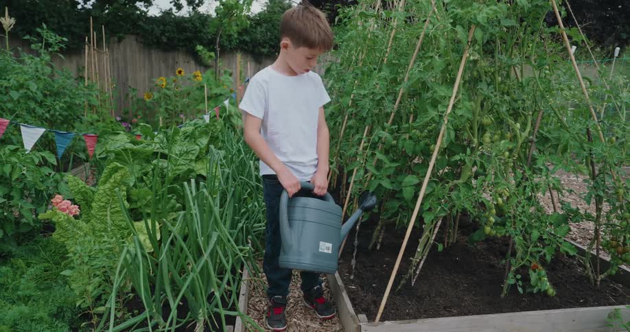 A boy waters tomato plants in a vibrant backyard garden