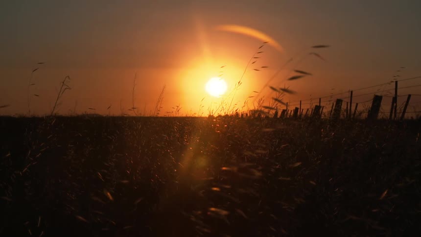 Sunset thru grass blades