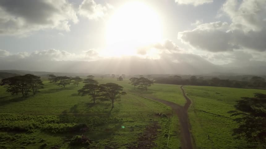 The sun is shining brightly over a plain with trees and grass