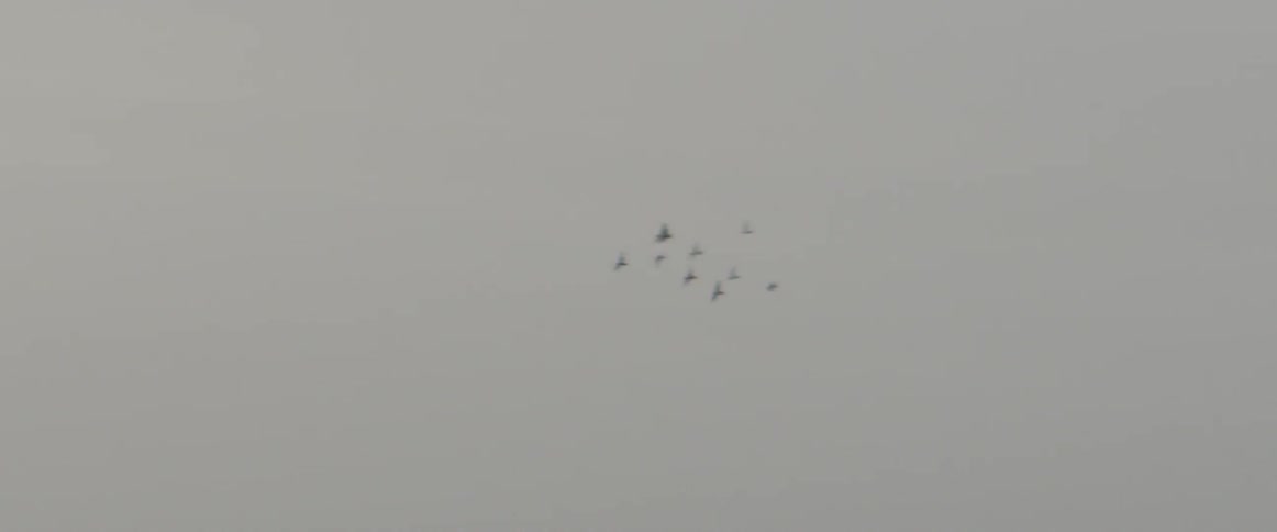 Birds fly high in the cloudy sky