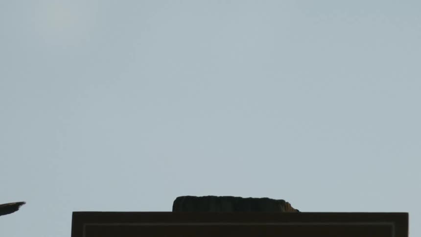 A bird on a roof flies off at midday