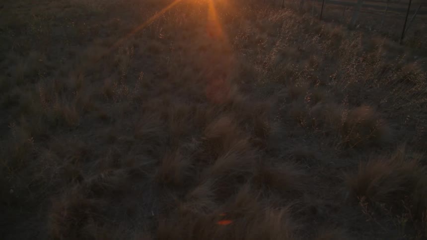 Sun reflecting on brown grass