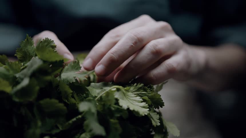The video shows a closeup of a persons hands meticulously picking fresh green cilantro leaves from a bunch the background is softly blurred keeping the focus entirely on the hands and the vibrant herbs