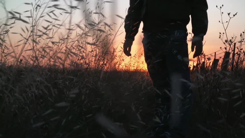 Man walking through tall grass at sunset