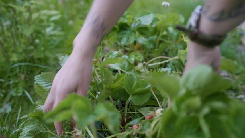 A person with a tattooed arm and wearing a wristwatch harvests strawberries from a garden at midday