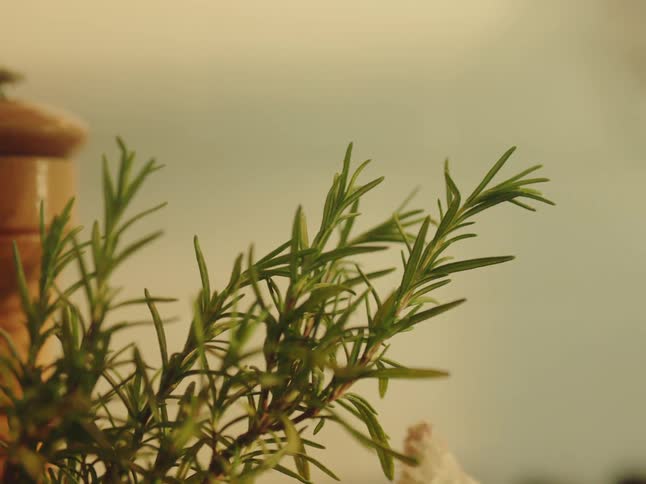 Fresh rosemary stands between a bulb of garlic and a wooden pepper grinder