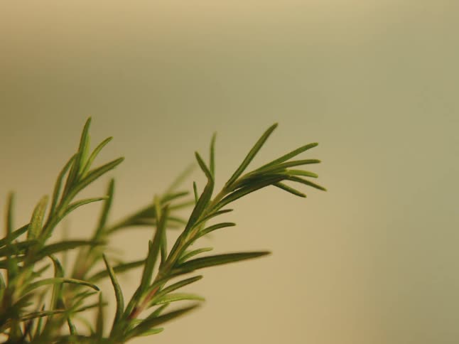 The green plant has many branhes