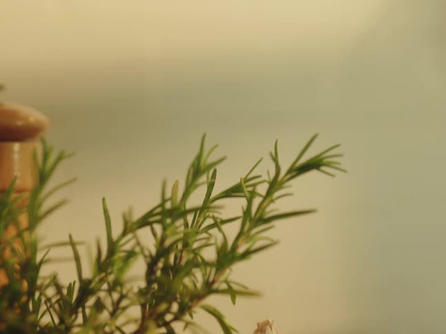 Closeup of thyme and a head of garlic