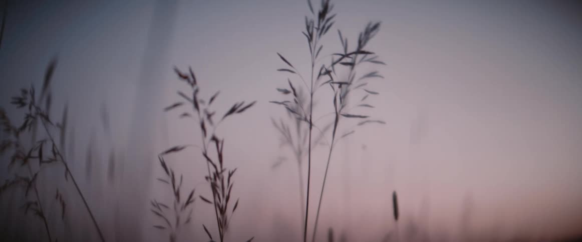 The video features a closeup softfocus shot of delicate grass stalks silhouetted against a pastelcolored sky suggesting either dawn or dusk the background is blurred emphasizing the fine details of the grass