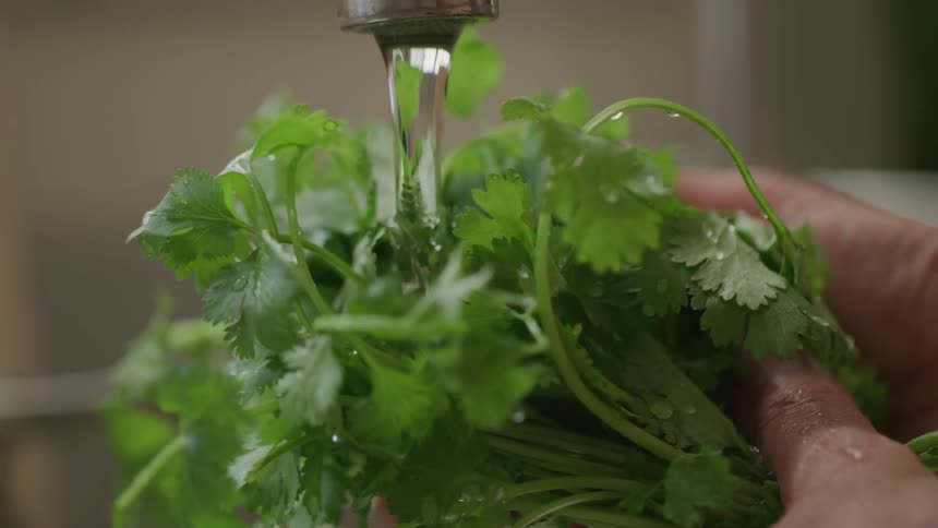 A closeup view of hands meticulously rinsing a vibrant bunch of cilantro under a stream of running water
