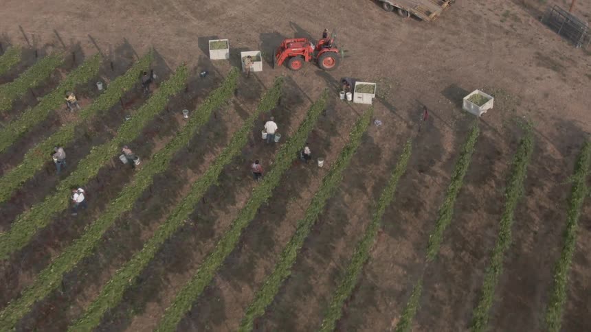 An aerial view captures numerous adult workers harvesting grapes in long rows of grapevines with a red tractor and large white bins moving through the vineyard on a sunny day