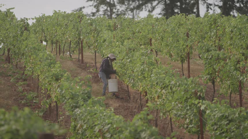 A male farmer harvests produce with a bucket in an outdoor farm during daytime