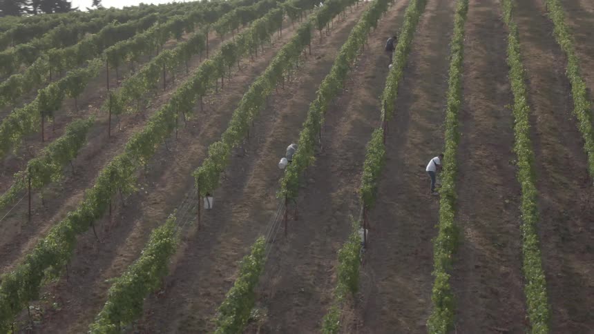Group of people working on harvesting an agricultural field