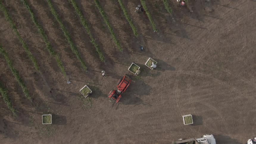 An aerial view captures numerous workers harvesting grapes in long rows of grapevines with an orange tractor and large white bins on a dirt path in the vineyard and vehicles parked nearby