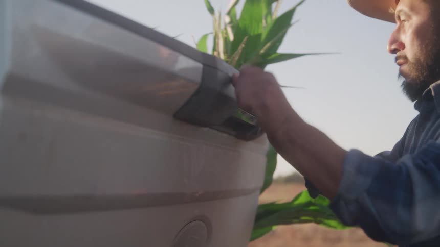 Man closing the trunk of a pickup truck with sweetcorn