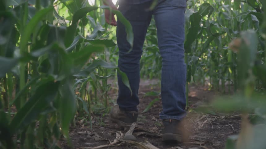 Person in jeans walking through crops on the farm