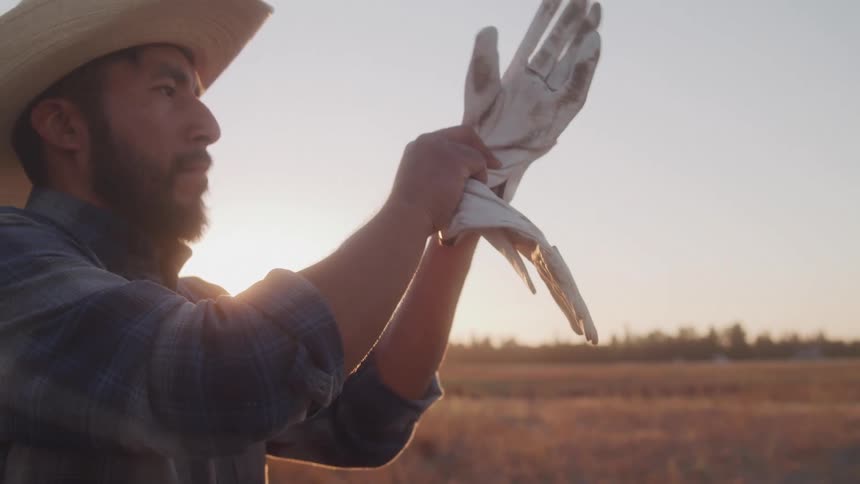 Man puts on gloves in a field at sunset