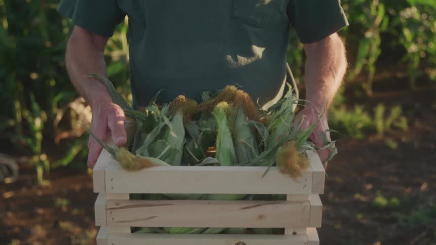 Person holding a wooden box with corn