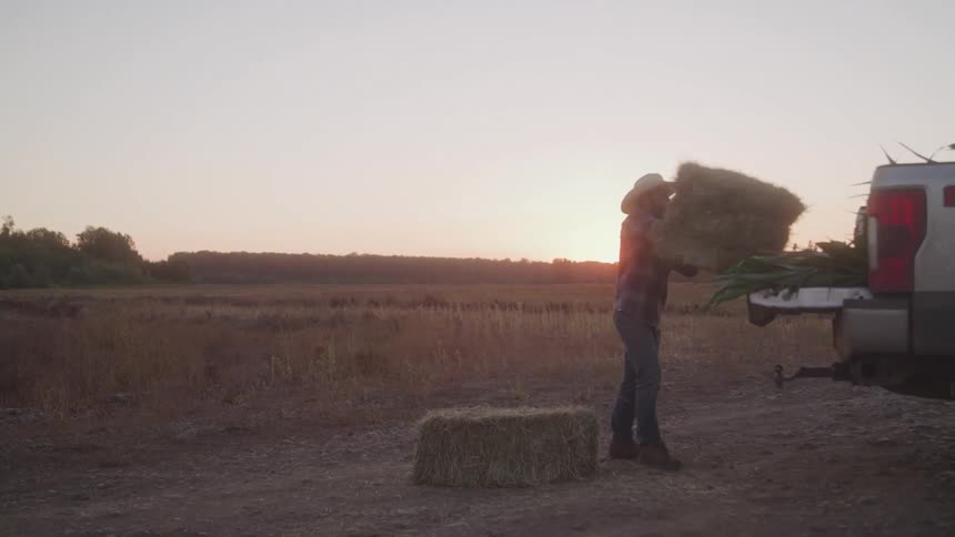 Rancher loading hay bales on to a truck from a field at sunset