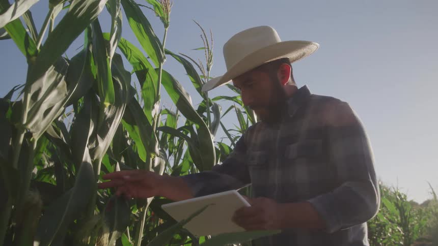 Man wearing a hat and using a tablet taking notes while checking a corn field
