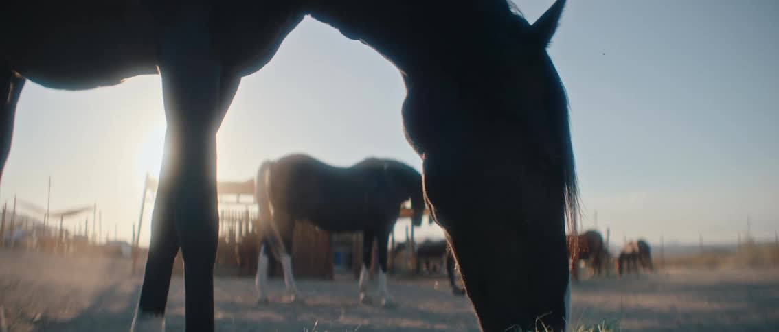 The video shows a lowangle shot of a horses head in the foreground silhouetted against a bright sun other horses are visible in the background creating a serene and natural scene