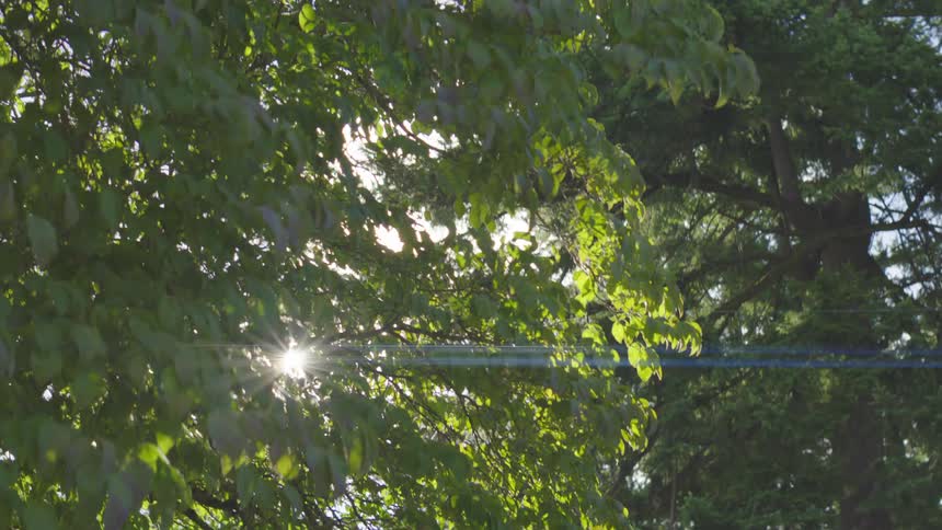 Sunlight filters through the dense green leaves of a trees