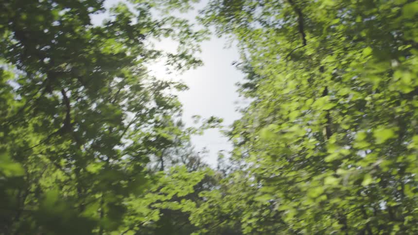 Dense greenish forest during the day