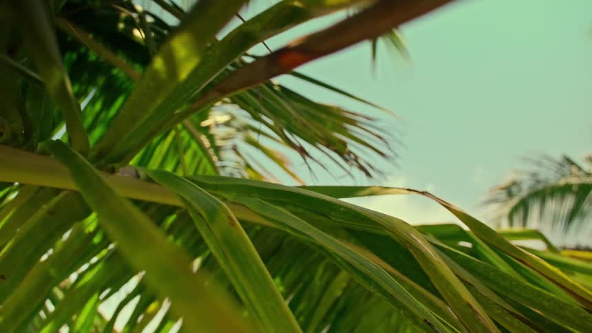 The green fronds of a palm tree sway gently in the breeze against a clear blue sky