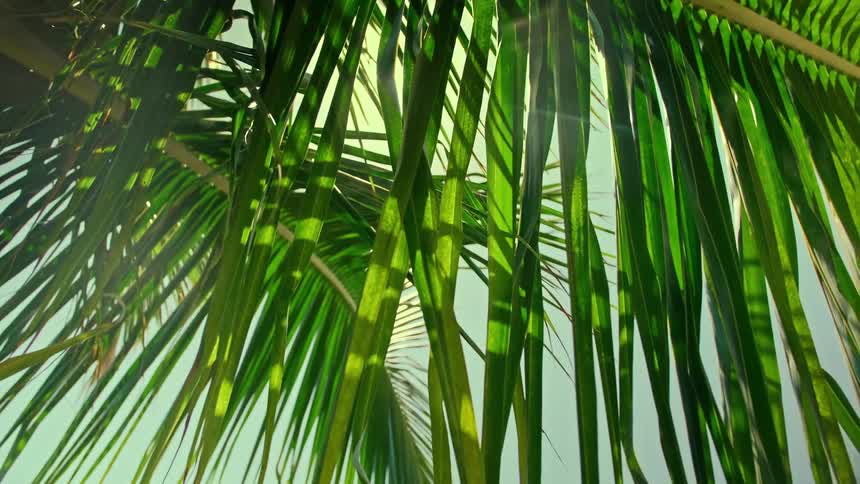 Palm leaves on a palm tree outdoors during daytime