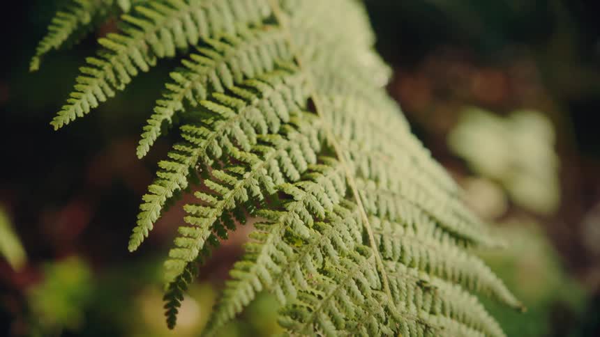 Closeup of a green fern leaf