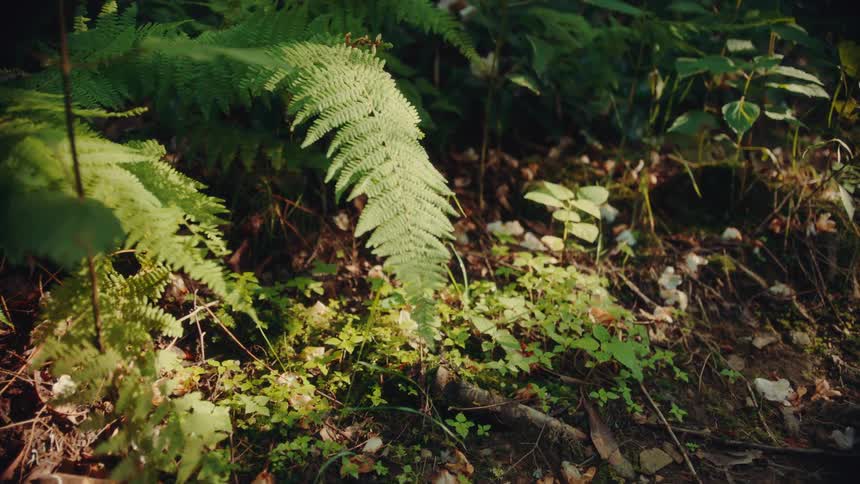 The video shows a lowangle shot of a lush green forest floor with a variety of plants and ferns a large prominent fern frond stands out in the center and sunlight filters through the trees creating bright spots on the forest floor