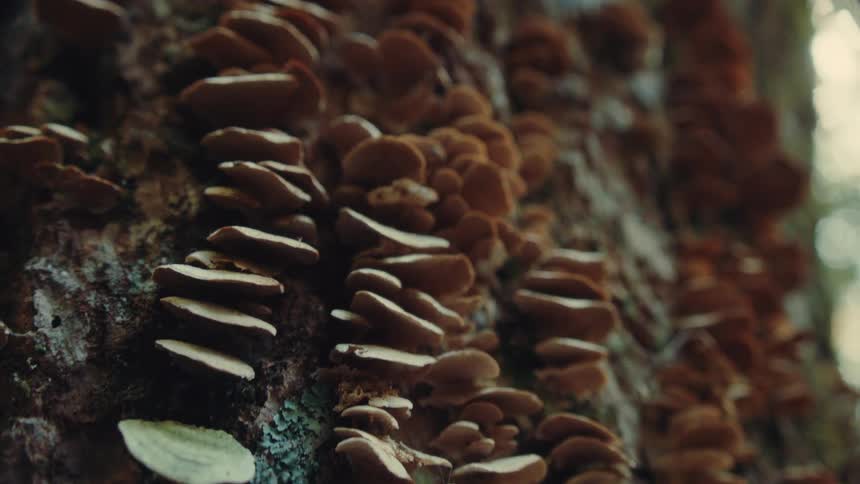Fungi on a tree trunk