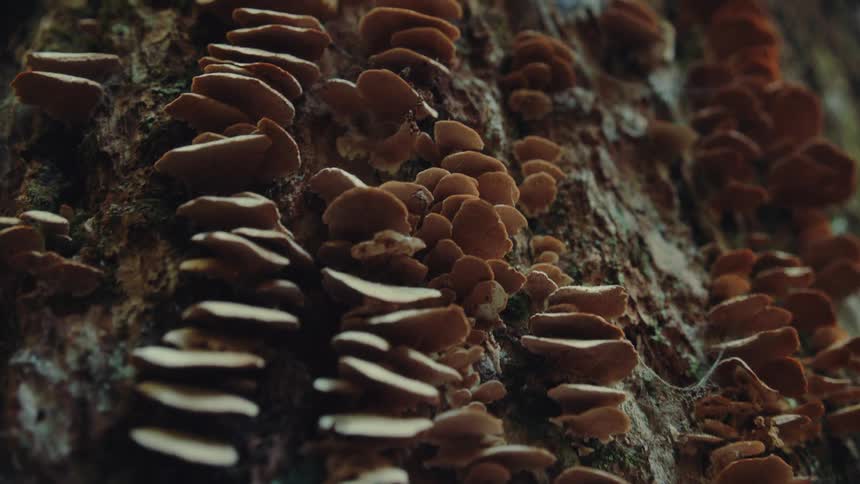 A cluster of mushrooms likely bitter oysterling growing on a tree trunk in the woods at midday