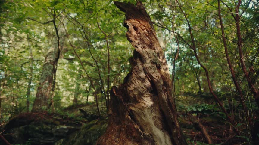 Dense greenish forest