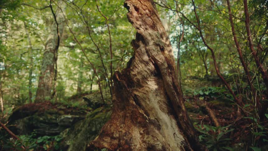 Tree trunk in the middle of a dense forest