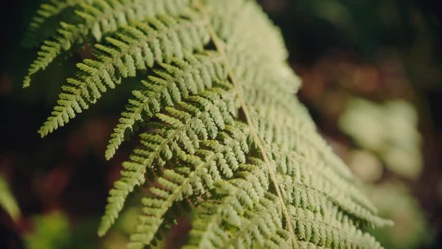 A fern leaf is lit by sunlight in a forest setting