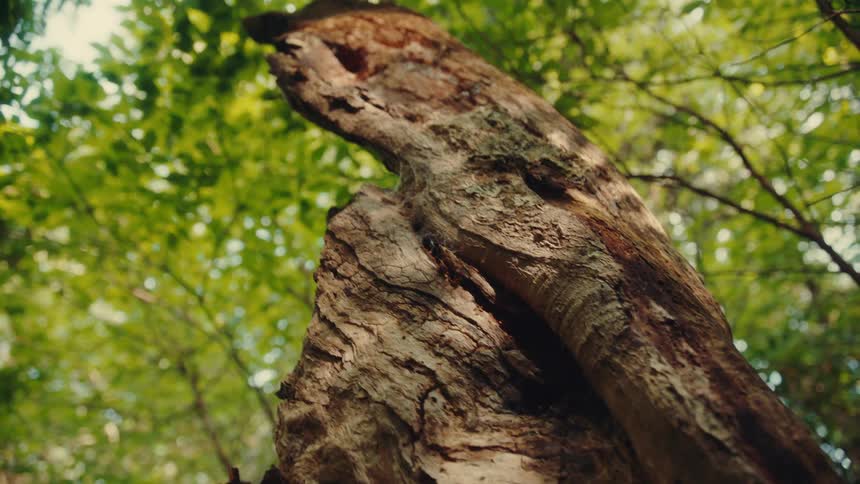 Weathered tree trunk among green canopies lit by natural light