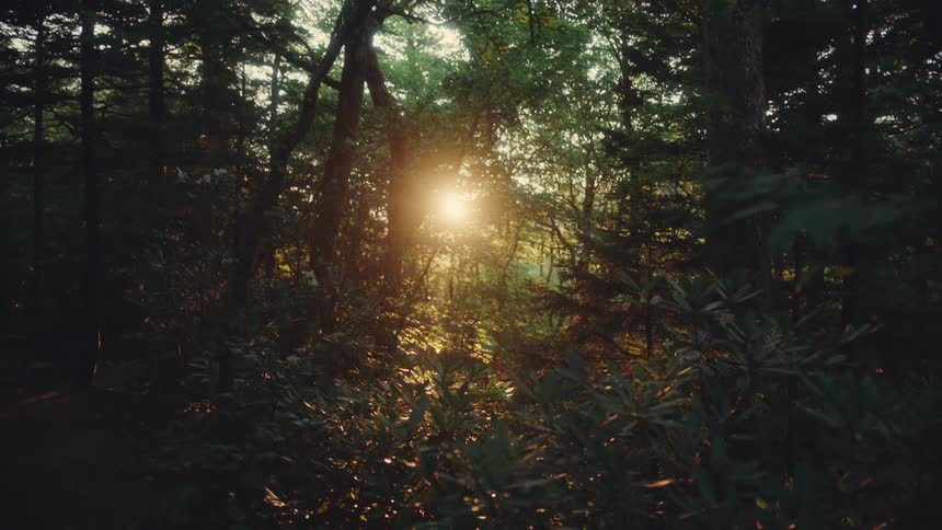 The sun rises through the trees