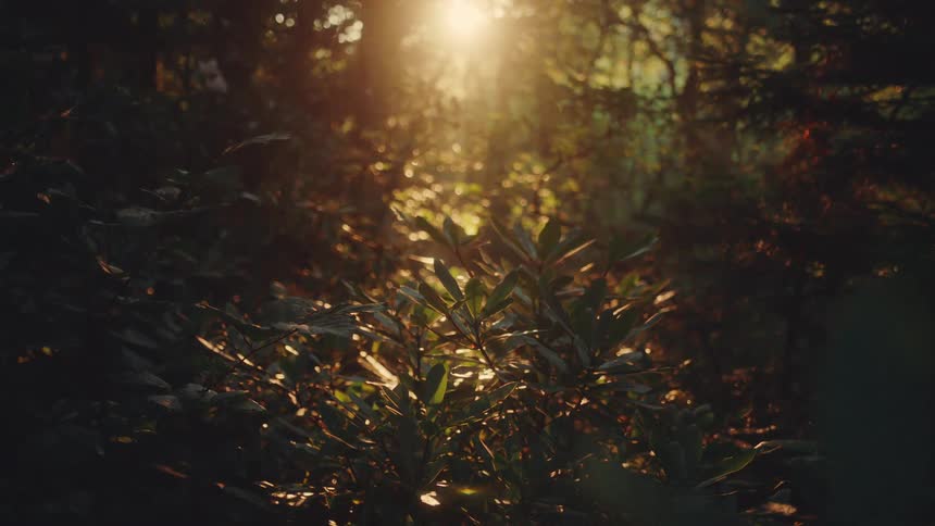 Sun rays filtering through the dense forest vegetation