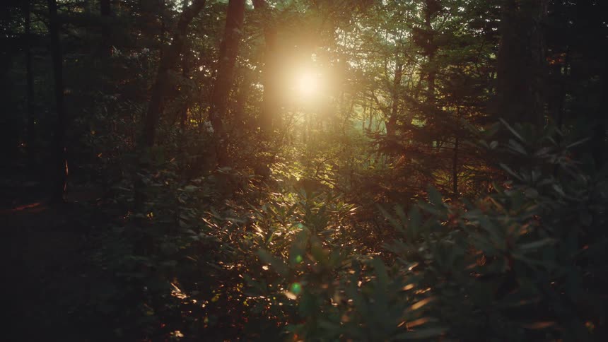 The sun peeks through between trees in a forest